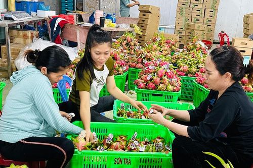 Vượt rào cản để xuất khẩu thanh long bền vững