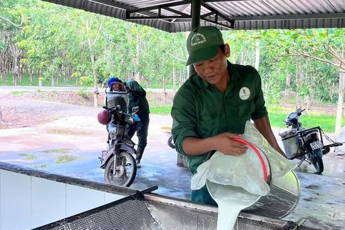 'Vàng trắng' tăng giá, nông dân Đông Nam Lâm Đồng tất bật vào vụ