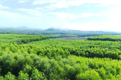 Phường Đông Hà: Phòng, chống cháy rừng gắn với phát triển lâm nghiệp bền vững