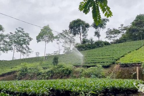 Cây chè mở lối phát triển kinh tế ở Bình Yên