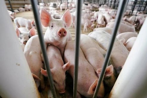 Điều gì khiến nuôi lợn thành 'miếng bánh' hút đại gia?