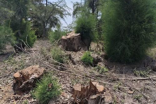 Xử lý nghiêm việc chặt phá rừng phi lao ngăn cát chắn gió ở Quảng Trị