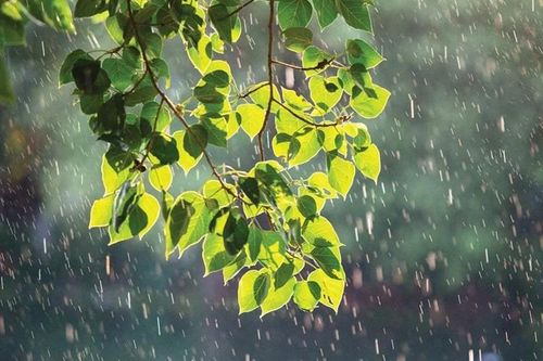 Mưa qua bóng nắng
