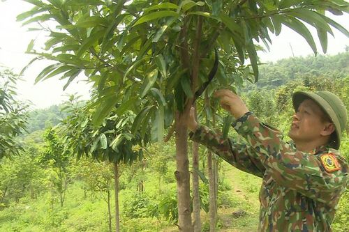 Làm giàu từ phát triển kinh tế tổng hợp nơi đồi dốc