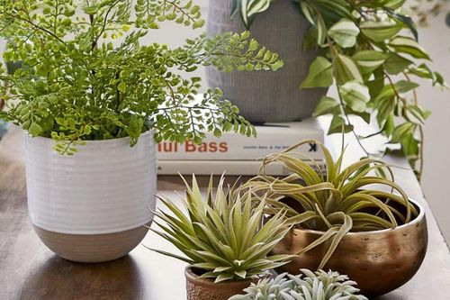 7 loại cây người lớn tuổi sẽ khuyên không nên đặt trong nhà