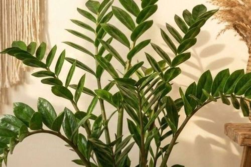 Ai tuổi này trồng cây Kim tiền như 'hổ mọc thêm cánh': Đâu là vị trí 'vàng' nên đặt trong nhà?