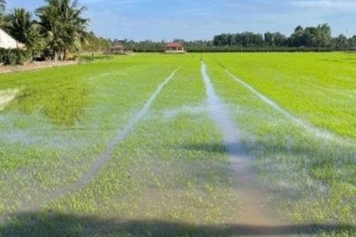 Đắk Lắk triển khai kế hoạch sản xuất vụ Hè thu năm 2026 phù hợp diễn biến khí hậu