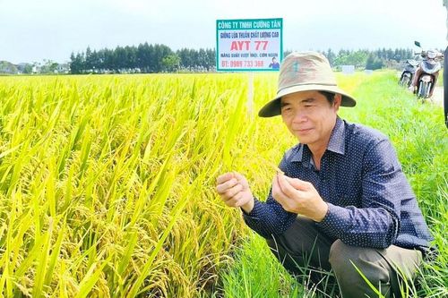 'Quả ngọt' từ tư duy liên kết và đổi mới giống