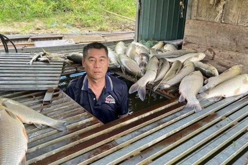Chưa phát hiện 'bất thường' trong vụ cá nuôi lồng chết hàng loạt trên sông Lam