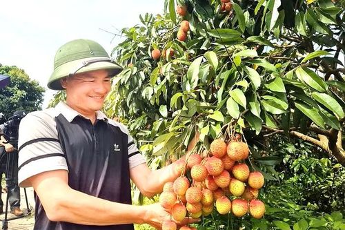 Vải Bắc Ninh mất mùa, 1 vườn vải u trứng vẫn bán giá kỷ lục