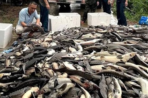 Gần 30 tấn cá tầm bị chết do mưa lũ, người dân thiệt hại hàng chục tỷ đồng
