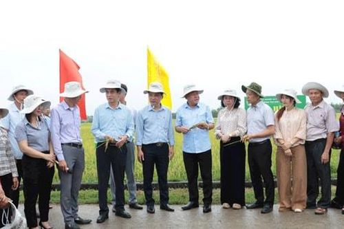 Vụ xuân 2026 của Hà Nội: Nâng giá trị hạt gạo, mở rộng liên kết tiêu thụ