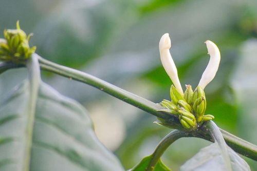 Hành trình của những cây cà phê non