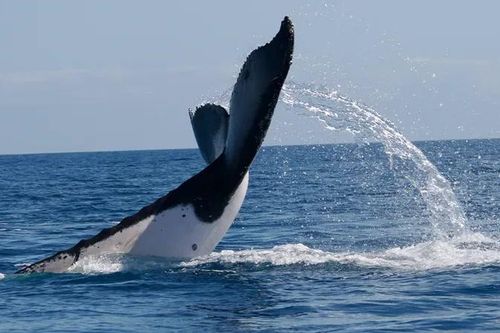 Cặp cá voi lưng gù lập kỷ lục mới về quãng đường di cư