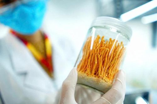 Nuôi cấy thành công đông trùng hạ thảo từ tảo xoắn