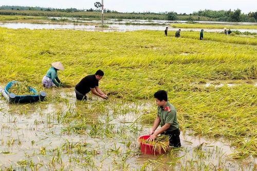 Chủ tịch xã cùng bộ đội, công an lội ruộng gặt lúa chạy lũ giúp dân