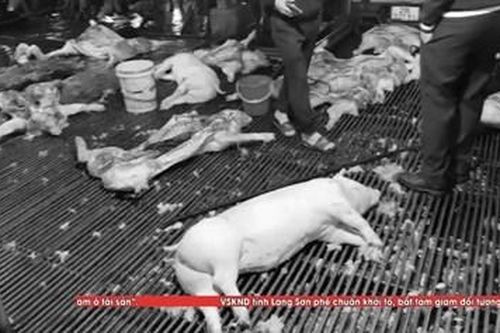 Số 22/2026 chương trình Hồ sơ công tố - Kiểm sát: Chặn đứng đường dây 'Gom lợn bệnh'