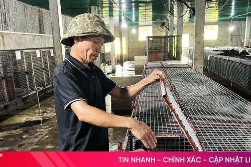 Đầu tư tiền tỷ nuôi chồn sọc sinh sản