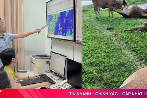 Cơ quan chuyên môn khuyến cáo sau sự việc nhiều gia súc bị sét đánh