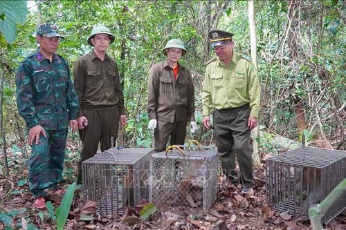 Quảng Trị: Tái thả 13 cá thể động vật hoang dã về môi trường tự nhiên