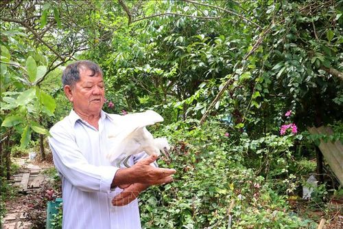 Lão nông dành 2,6 ha đất cho đàn chim trời cư ngụ