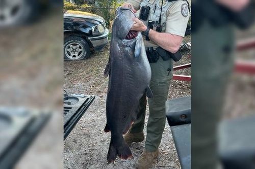 Người đàn ông câu được con cá trê nặng 34,6 kg trên sông