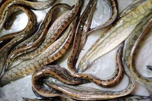 Loài cá nhìn rợn người nhưng lại là 'siêu phẩm' bởi thịt ngọt, dai và thơm đặc trưng