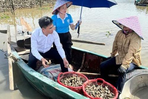 Độc đáo nuôi hàu trên dây, 'đút túi' nửa triệu mỗi ngày
