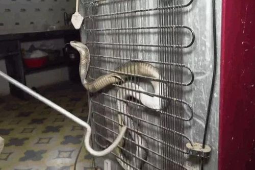 Rắn hổ mang cố thủ sau tủ lạnh rồi ngóc đầu tấn công người bắt