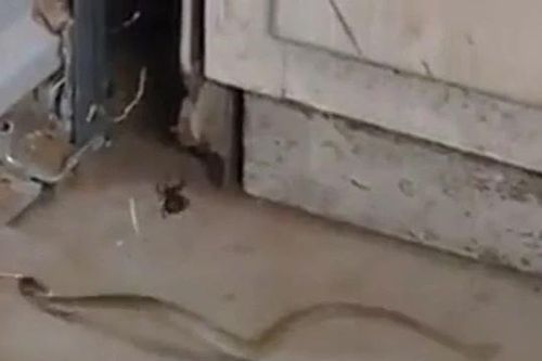 Rắn độc sa lưới nhện tử thần, vùng vẫy tuyệt vọng rồi nhận kết cục thảm khốc
