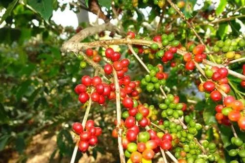 Giá nông sản ngày 21/5: Cà phê và gạo xuất khẩu đồng loạt tăng giá
