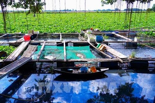 Sông Vàm Cỏ Đông 'oằn mình' trong ô nhiễm suốt hơn 10 năm