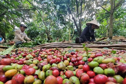 Giá nông sản hôm nay (21/5): Giá cà phê bật tăng, hồ tiêu neo ở mức cao