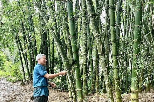 Hướng đi mới nâng thu nhập cho nông dân ở Đồng Lương
