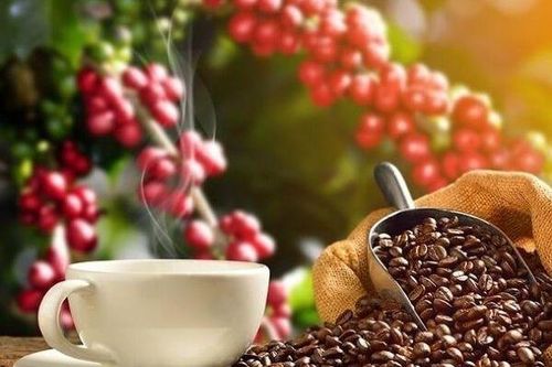 Brazil có thể xuất khẩu lượng cà phê kỷ lục trong niên vụ mới
