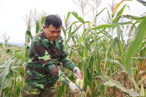 Đầu ra cho nông sản