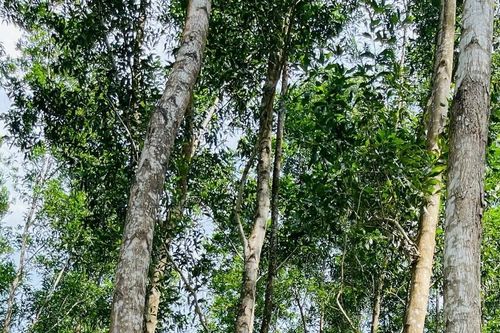Hợp nhất 29 ban quản lý rừng phòng hộ ở Gia Lai