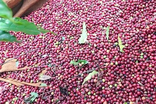 Tăng thêm 800 đồng, cà phê trong nước vượt mốc 86.000 đồng/kg