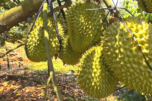 Gia Lai: Hoàn thành việc áp dụng truy xuất nguồn gốc đối với quả sầu riêng trong năm 2026