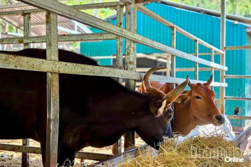 Quần thể bò tót lai... chờ tương lai - Kỳ cuối: Đi tìm lời giải cho 'tài sản sống'