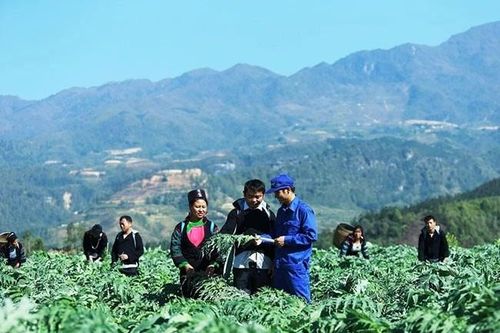 Chủ tịch UBND tỉnh Nguyễn Tuấn Anh làm Trưởng Ban Chỉ đạo phát triển dược liệu tỉnh Lào Cai
