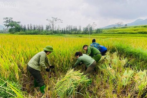 Công an xã Lương Thịnh chung tay giúp dân thu hoạch lúa