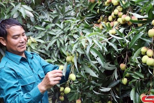 Mường Bú mùa vải chín