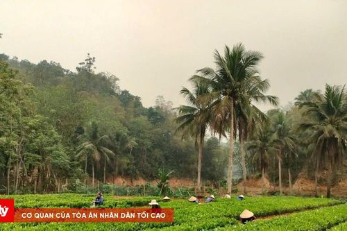 Phát triển lâm nghiệp gắn chế biến lâm sản, hướng tới mô hình kinh tế rừng bền vững
