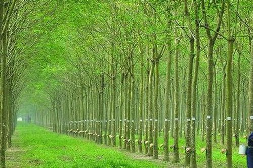 Nhận đền bù nghìn tỷ từ dự án của THACO và VSIP, Cao su Phước Hòa (PHR) dự kiến báo lãi kỷ lục, cổ phiếu lập đỉnh lịch sử