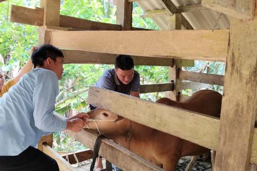 Toàn tỉnh tiêm phòng 51.370 liều vắc xin cho gia súc, gia cầm