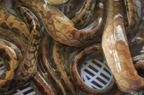 Ngoại hình giống rắn khiến nhiều người 'né vội', thế nhưng loài cá này lại là món khoái khẩu của nhiều người miền Tây bởi thịt ngọt và dai đặc biệt