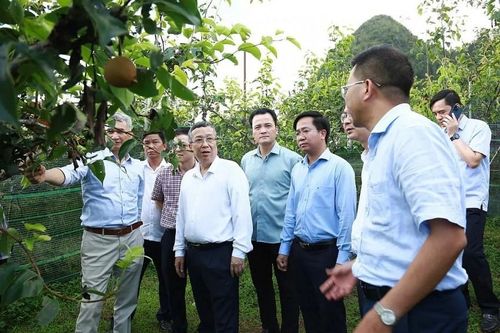 Lào Cai có nhiều lợi thế để phát triển nông nghiệp công nghệ cao