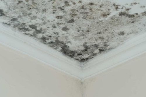 Trần nhà bị mốc đen là 'ổ bệnh', xóa sổ ngay với mẹo cực nhàn này bằng nguyên liệu rẻ tiền