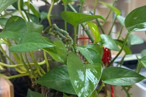 Top 5 cây cảnh 'gọi tài ngậm lộc' cho gia chủ: Đặt ở phòng khách, tiền tài tự tìm đến